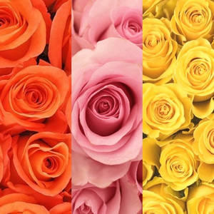 Orange, Pink & Yellow